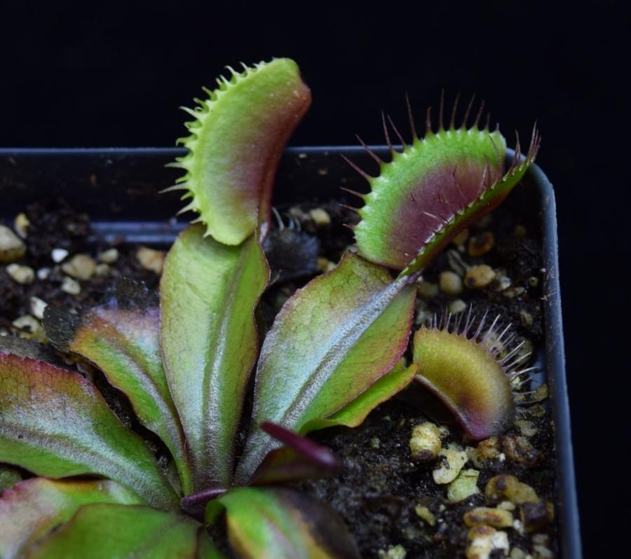 Close up of adult Akai Ryu Venus Flytrap leaves.