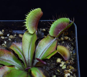 Close up of adult Akai Ryu Venus Flytrap leaves.