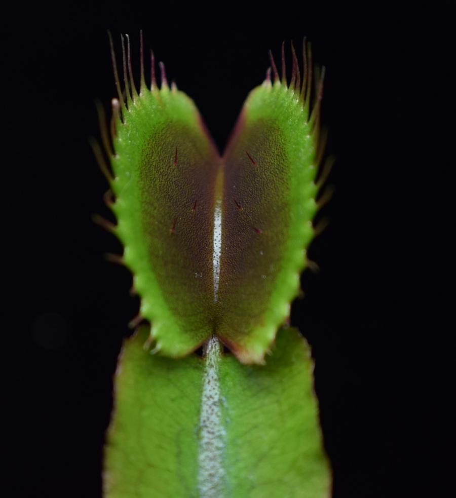 Close up of the trigger hairs on the inside of a Akai Ryu Venus Flytrap