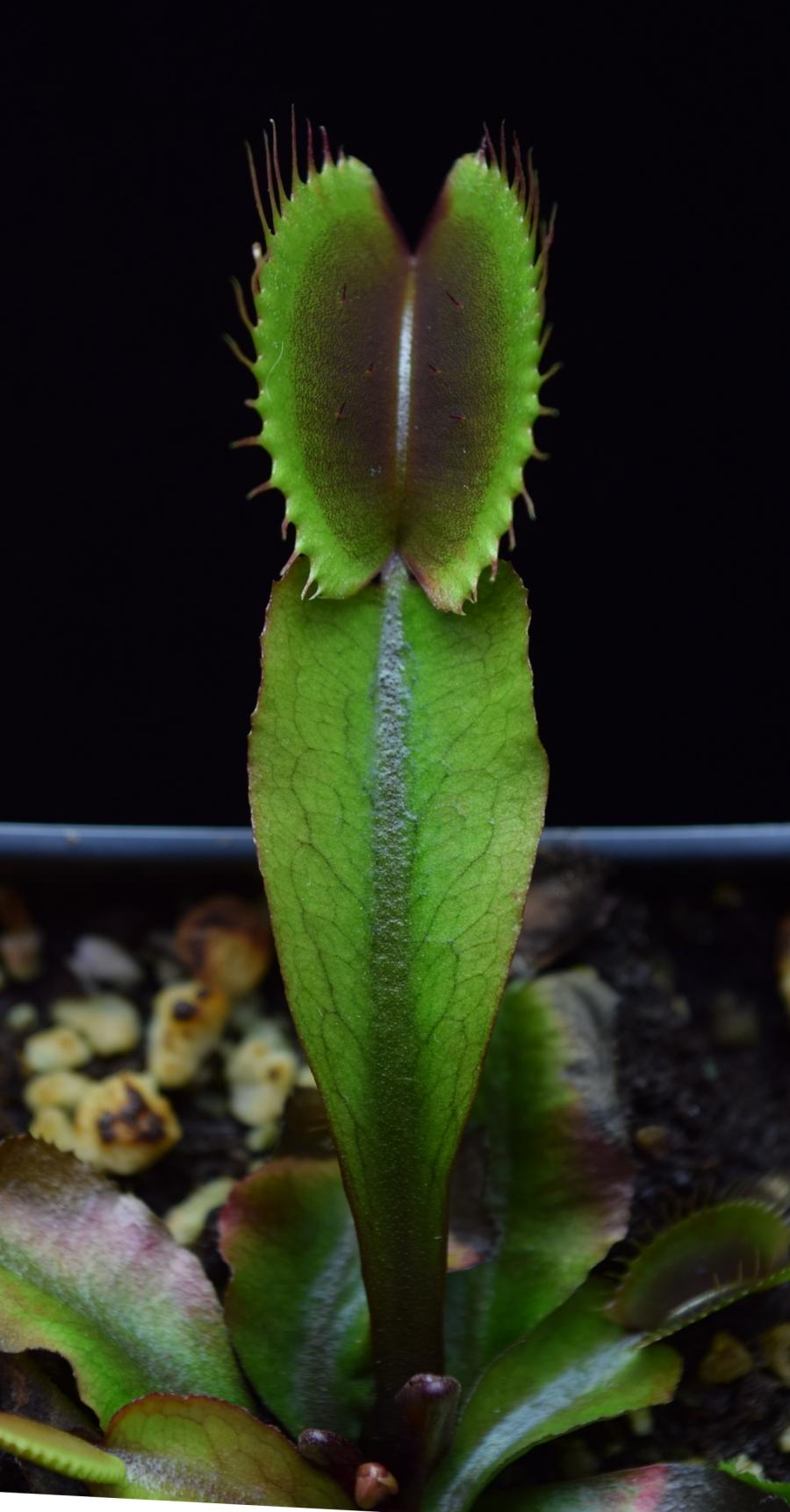 Detailed view of an Akai Ryu Red Dragon Venus Flytrap leaf.