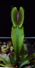 Load image into Gallery viewer, Detailed view of an Akai Ryu Red Dragon Venus Flytrap leaf.
