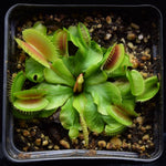 Load image into Gallery viewer, Overhead view of a Venus Flytrap with a flower stalk forming.
