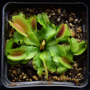 Overhead view of a Venus Flytrap with a flower stalk forming.