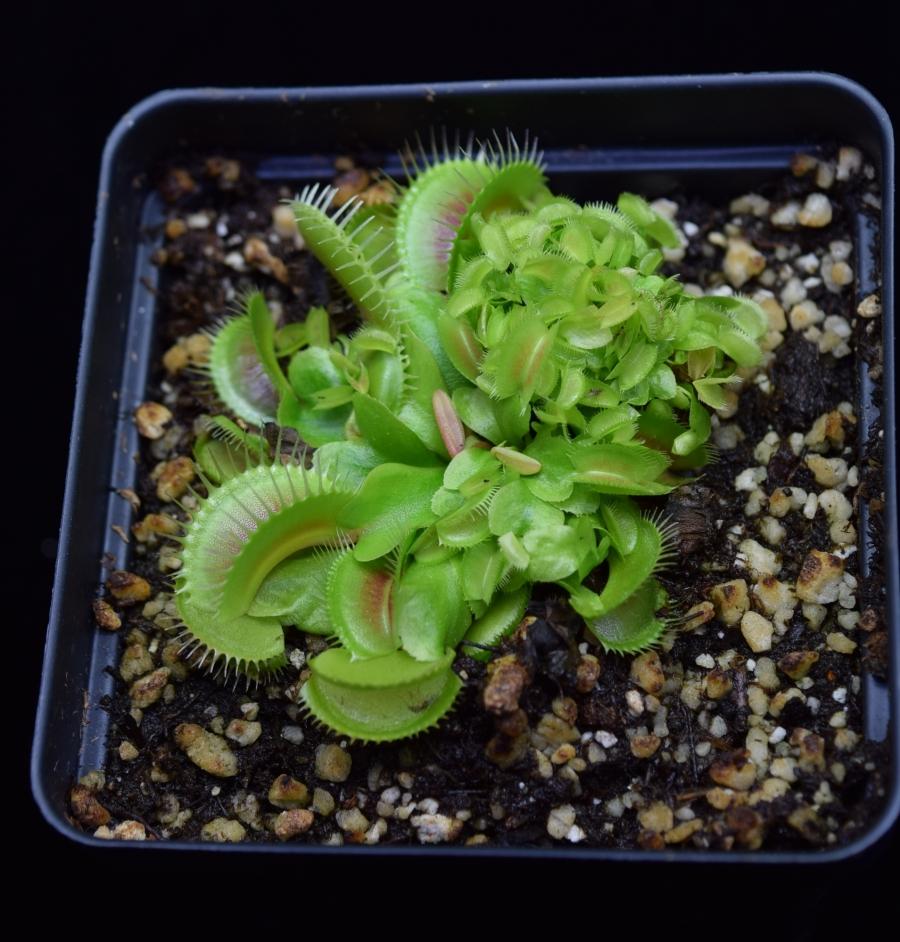 Group of adult and young Dionaea muscipula Venus Flytrap Plants