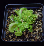 Load image into Gallery viewer, Group of adult and young Dionaea muscipula Venus Flytrap Plants
