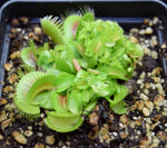Load image into Gallery viewer, Close up of young Venus Flytraps
