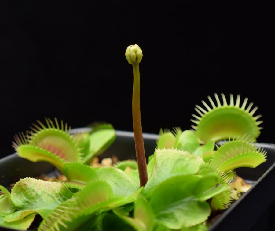 Dionaea muscipula Venus Flytrap flower stalk.