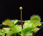 Load image into Gallery viewer, Dionaea muscipula Venus Flytrap flower stalk.
